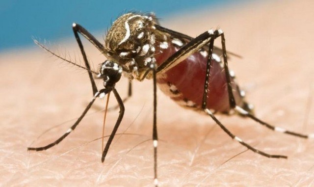 Três Lagoas tem nove casos notificados de Zika Três Lagoas tem nove casos notificados de Zika