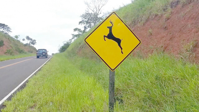Atropelamentos matam 475 milhões de animais por ano Os pequenos vertebrados, como sapos, cobras e aves de menor porte, são as principais vítimas, representando quase 90% das mortes por atropelamento. (Foto: Divulgação)