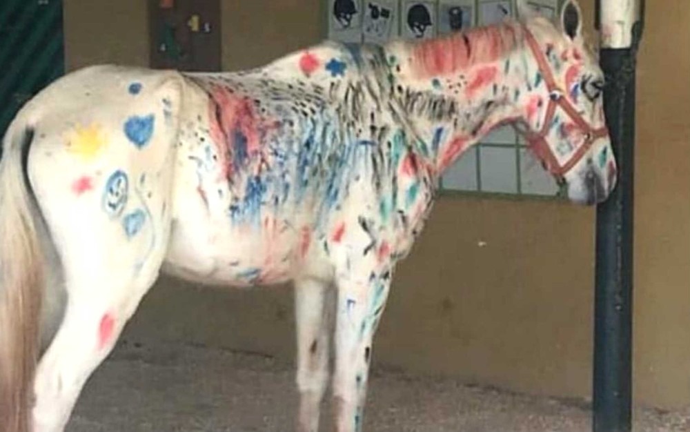 Uso de cavalo como ‘tela de pintura’ em atividade de crianças é questionado por pedagogos Cavalo rabiscado com tinta e canetinhas em atividade da Hípica de Brasília (Foto: Ana Paula Vasconcelos/Arquivo pessoal)
