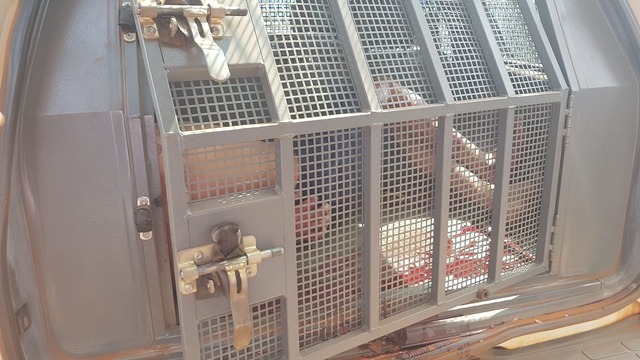 PM captura o terceiro fugitivo da Unei que reagiu e foi baleado com três tiros O primeiro fugitivo foi capturado sem nenhum ferimento e removido de camburão para Três Lagoas (Foto: Ricardo Ojeda)