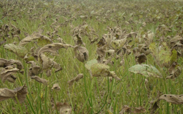Casos de ferrugem asiática na safra de soja aumentam 68% em 18 dias em cidades do Bolsão Ocorrências de ferrugem asiática nas lavouras de soja crescem em MS (Foto: Claudia Vieira Godoy/ Embrapa)