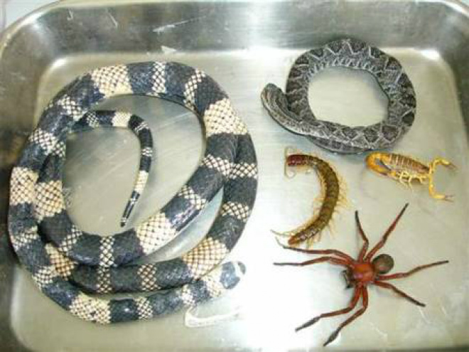 Acidentes com animais peçonhentos crescem com chuvas Entre os acidentes mais comuns estão as picadas de serpentes (principalmente da jararaca) e de escorpiões (Foto: Fhemig)