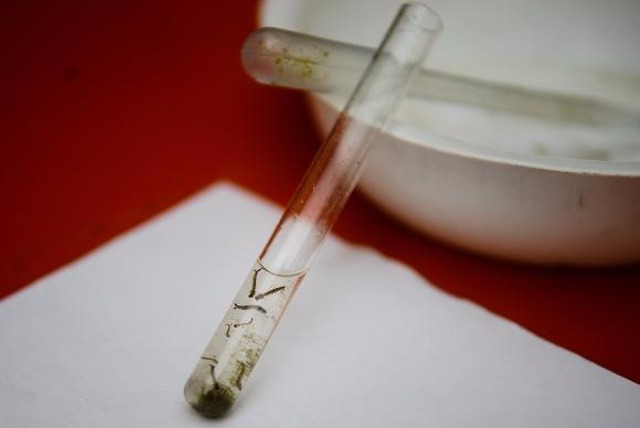 Testes indicam que vacina contra zika pode prevenir a transmissão na gravidez Os testes pré-clínicos foram realizados simultaneamente no Instituto Nacional de Saúde (NIH), Universidade do Texas e Universidade Washington, dos Estados Unidos, todos parceiros da pesquisa. (Foto: Arquivo/Agência Brasil)