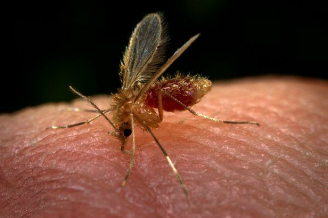 Mosquito flebótomo, transmissor da leishmaniose. O mosquito se reproduz em ambiente úmido e sujo (Foto: Assessoria)
