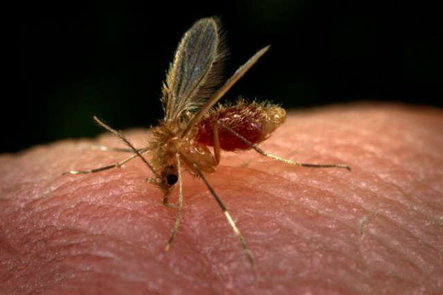 Departamento de Vigilância e Epidemiologia confirma primeiro caso de leishmaniose visceral em 2016 Mosquito flebótomo, transmissor da leishmaniose. O mosquito se reproduz em ambiente úmido e sujo (Foto: Assessoria)