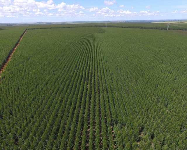 Duratex e Lenzing se unem para formar maior linha industrial de celulose solúvel do mundo Foto: Divulgação/Duratex