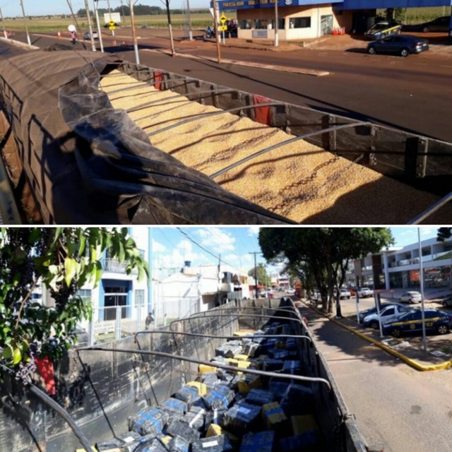 Carreta levava maconha escondida entre carga de milho a granel. Fotos: Divulgação.
