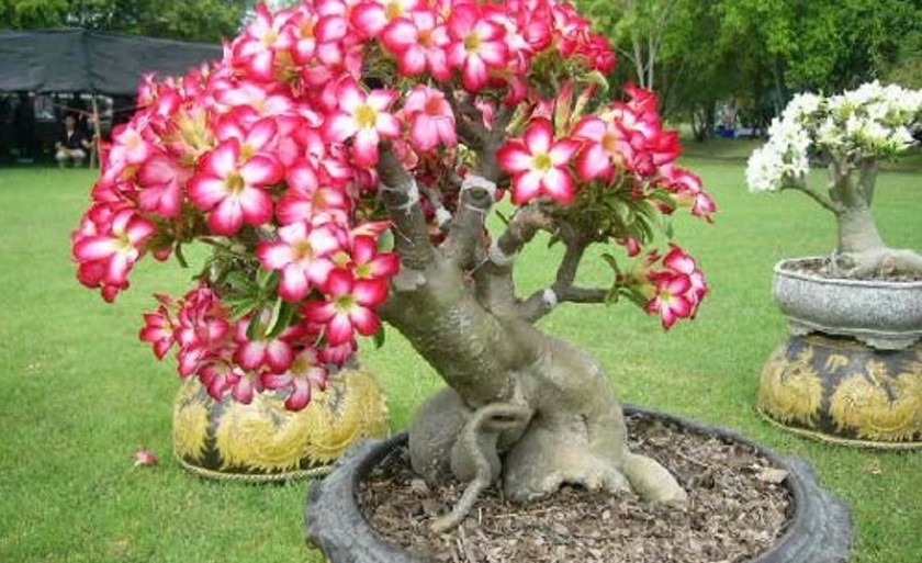 O pagamento de orquídeas e rosas do deserto poderá ser efetuado através de cartão de crédito ou débito (Foto/Assessoria)