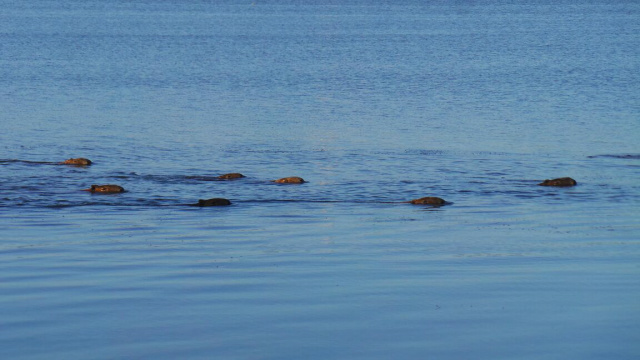 Capivaras foram flagradas na Lagoa Maior, na manhã desta quarta-feira. (Foto: Ricardo Ojeda)