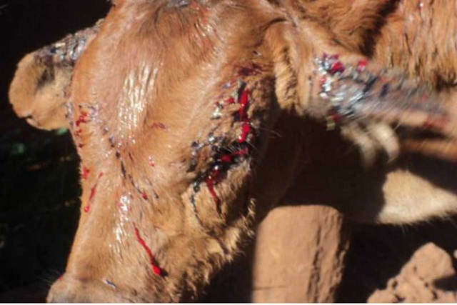 Ao coçar as áreas picadas, o animal acaba se machucando; há casos de cegueira, devido às lesões (foto: Divulgação)