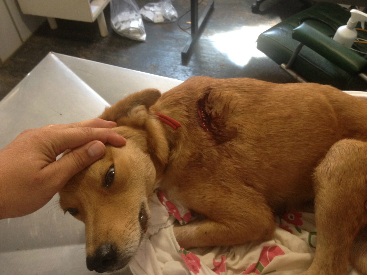 PMA autua aposentado por maltratar cachorro a cortes de facão O cachorro continua na clínica veterinária em tratamento. (Foto: PMA)