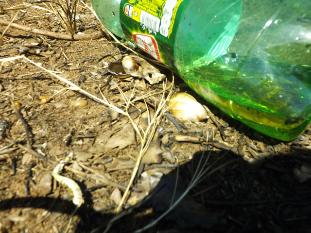 Imóveis sujos e matagal em terrenos contribuem para a proliferação da Dengue A garrafa pet com água e ao lado as cascas de outra praga, o Caramujo Africano, que deve ser eliminado de forma correta, para evitar a contaminação do solo e acúmulo de água em sua concha depois que ele morre (Fotos:Laryssa de Andrade)