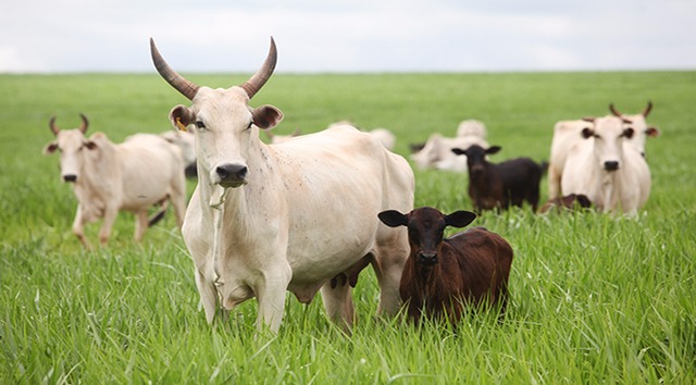 A ação, que tem por objetivo modernizar o programa Precoce MS, idealizado pela Secretaria de Estado de Meio Ambiente, Desenvolvimento Econômico, Produção e Agricultura Familiar (Semagro). (Foto:Divulgação/Assessoria)