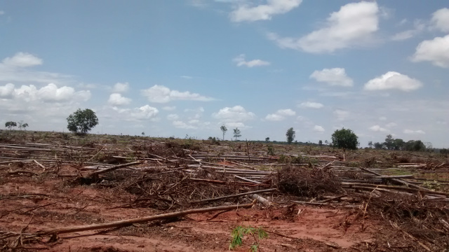 O desmatamento visava a explorar madeira de árvores de eucalipto (madeira exótica plantada). (Foto: Assessoria)