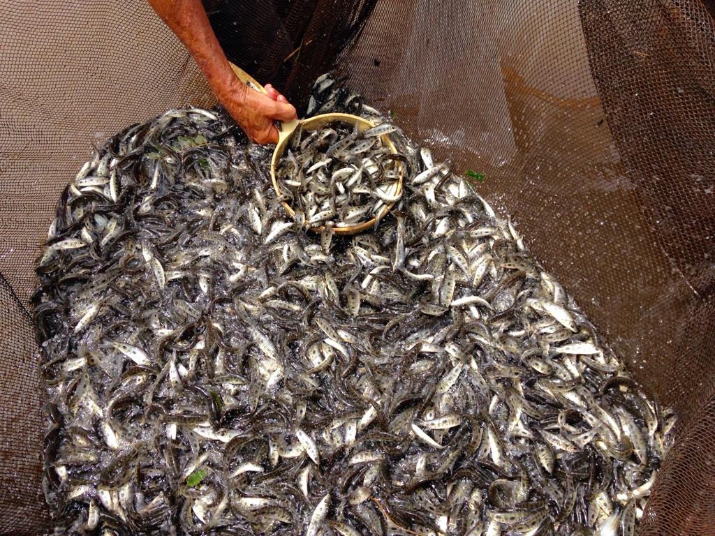 CTG Brasil solta 570 mil peixes no Rio Paraná Peixes das espécies Pacu-Guaçu, Piapara e Curimbatá serão soltos nos reservatórios das Usinas Ilha Solteira e Jupiá. Foto: Divulgação