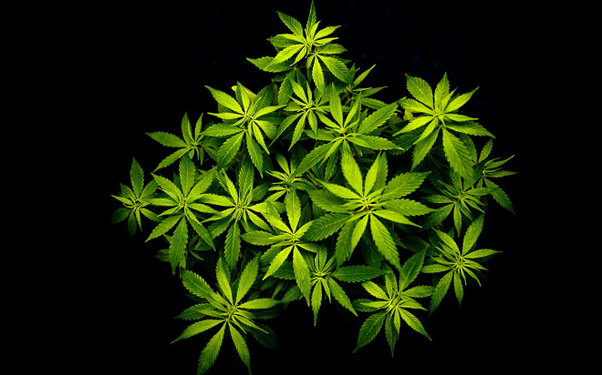 Canabidiol faz parte dos 80 componentes presentes na planta Cannabis sativa (maconha) porém não produz alucinações (Foto: Google)