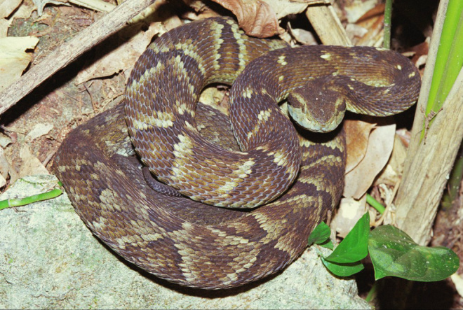 Acidentes com animais peçonhentos aumentam em Três Lagoas Cuidado deve ser redobrado com animais peçonhentos
Foto: Google
