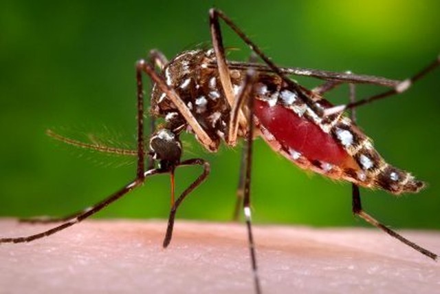 Acumulado de casos suspeitos de Dengue em 2019 chega a 3.741 em Três Lagoas