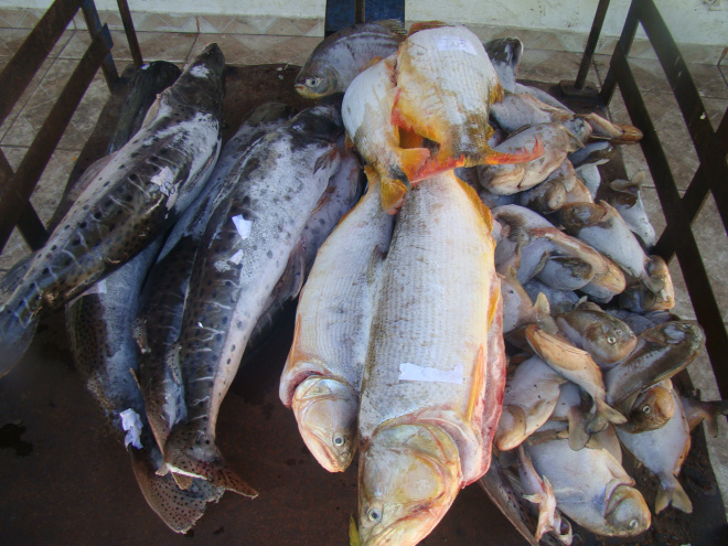 Mais de 50 kg de peixe foram doados
Foto: Divulgação