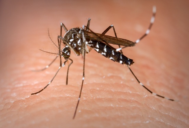 Três Lagoas é a segunda cidade do MS com maior incidência de dengue Três Lagoas é a segunda cidade do MS com maior incidência de dengue