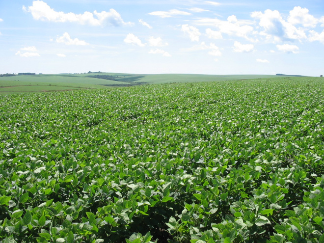 Irrigação agrícola impulsiona lavouras de soja e milho em MS Fundamental para o desenvolvimento ideal de toda lavoura, a irrigação é um prática que compensa a má distribuição ou falta de chuvas em determinadas regiões (Foto: Arquivo)