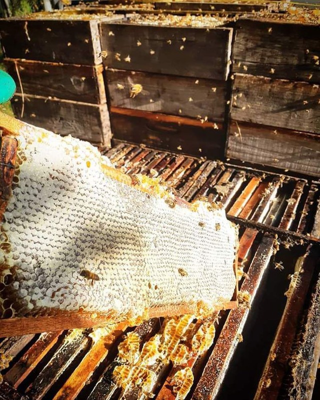 Agrotóxicos encurtam vida e mudam comportamento das abelhas Colmeia saudável, com abelhas produzindo - Aldo Machado dos Santos/Direitos Reservados
