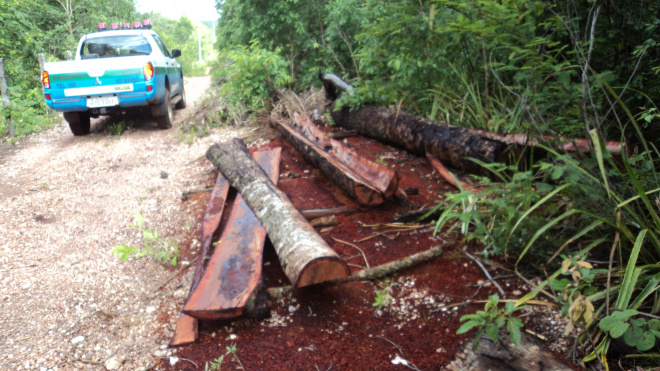 A PMA e Polícia Civil apurarão se o proprietário da fazenda tem responsabilidade relativa à extração ilegal da madeira (Foto: Divulgação/Assecom)
