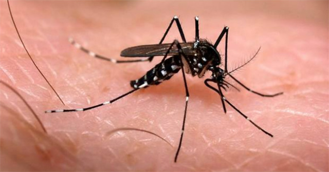 Três Lagoas registra primeiro caso da febre chikungunya em 2016 A melhor forme de prevenir a doença é evitar que o mosquito Aedes Aegypti nasça (Foto: Divulgação)