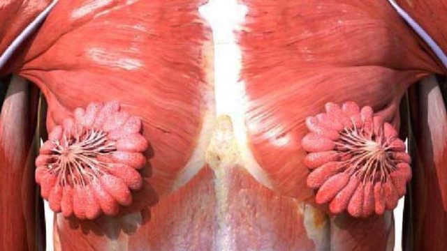 Imagem viraliza ao mostrar dutos de leite materno no seio humano As glândulas produtoras de leite são divididas em segmentos e os tubos - ou dutos - transportam o leite de cada segmento para o mamilo