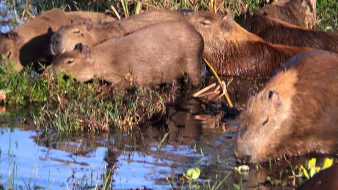 Promotor defende a retirada dos animais da Lagoa: "virou um mini-zoológico" Capivaras também serão retiradas. Fotos: Ricardo Ojeda