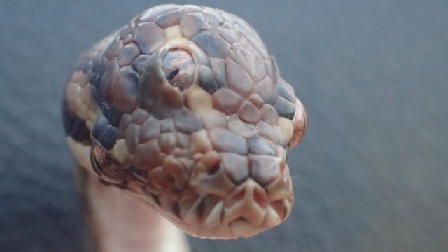 Cobra de três olhos é encontrada em estrada na Austrália NT PARKS AND WILDLIFE