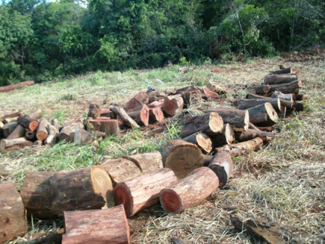 Foram encontrados 144 de m³ de madeira sem autorização ambiental.
Foto: Divulgação