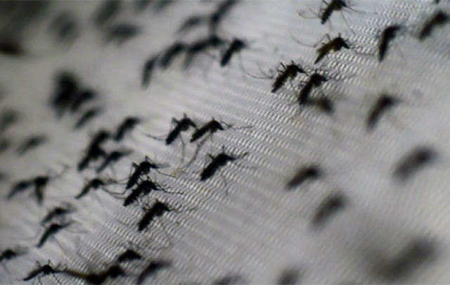 A febre chikungunya é uma doença parecida com a dengue e transmitida pelos mesmos mosquitos (Foto: Divulgação)