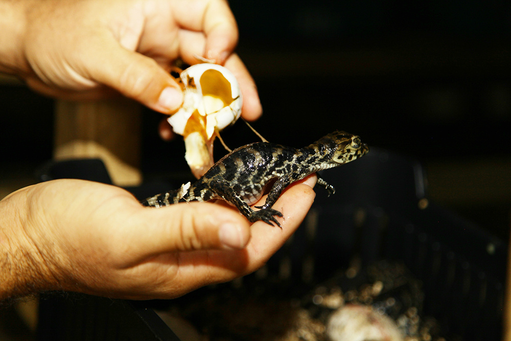 Instituto Senai de Alimentos entrega troféu de inovação à empresa de criação de jacarés O produto vai facilitar o consumo por parte dos animais, elevar os índices nutricionais e reduzir as perdas. (Foto: Assessoria)