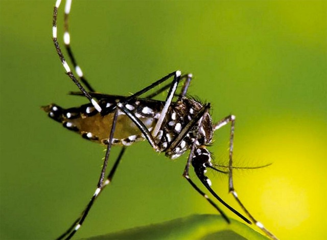 Três Lagoas passa dos 4 mil casos notificados suspeitos de Dengue em 2019 Reprodução internet