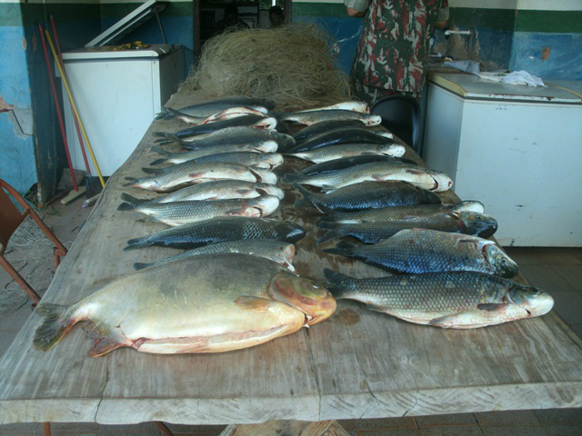 PMA desmonta acampamento ilegal de pesca e apreende pescado e petrechos ilegais. (Foto: Assessoria)