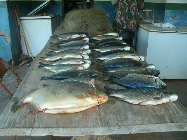 PMA desmonta acampamento ilegal de pesca e apreende pescado e petrechos ilegais PMA desmonta acampamento ilegal de pesca e apreende pescado e petrechos ilegais. (Foto: Assessoria)