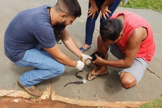 CCZ realiza exames em cães do Distrito de Arapuá para diagnóstico de leishmaniose