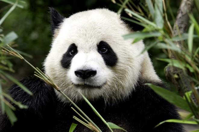 Panda Gigante na reserva de Chengdu