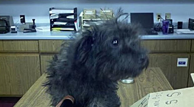 Americana é presa após tentar enviar cão pelo correio Stacey Champion tentou enviar um cão pelo correio. (Foto: Reprodução)